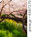 五条川の桜 6387270