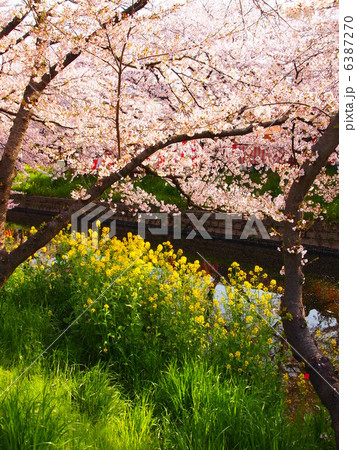 五条川の桜 6387270