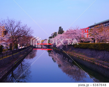 京都・岡崎疏水の桜 6387648