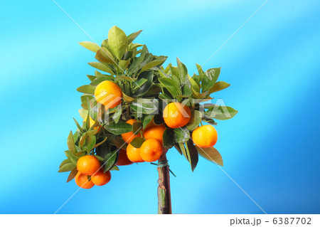 orange tree 6387702