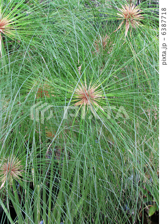 パピルス パピルス 6387718