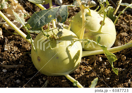 コールラビ 6387723