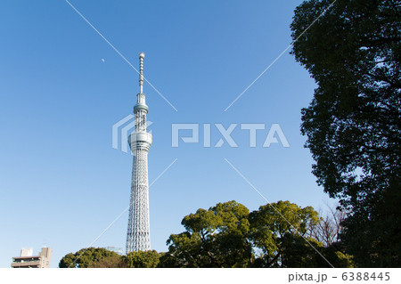 隅田公園から望む東京スカイツリー 隅田公園から望む東京スカイツリー 6388445