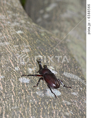 カブトムシ カブトムシ 6388566