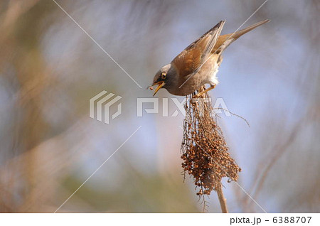 シロハラ 6388707