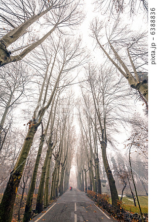 サーダバード宮殿のメイン通り(イラン、テヘラン) 6388836