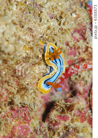 ウミウシ 6388873