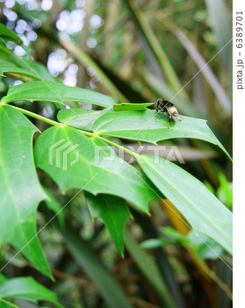 ハナアブ（花虻）　A Hoverfly 6389701