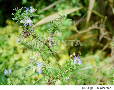 ハナアブ（花虻）　A Hoverfly 6389702