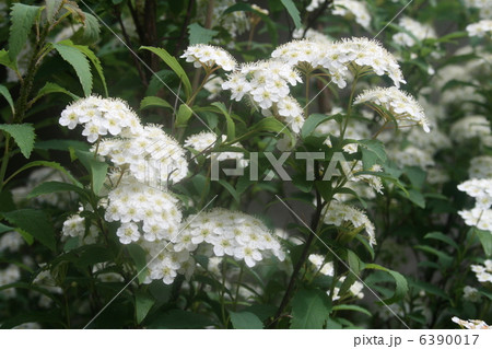 コデマリ 6390017