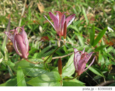 ユリ科の多年草で野趣あふれる秋の山野草です ユリ科の多年草で野趣あふれる秋の山野草です 6390089