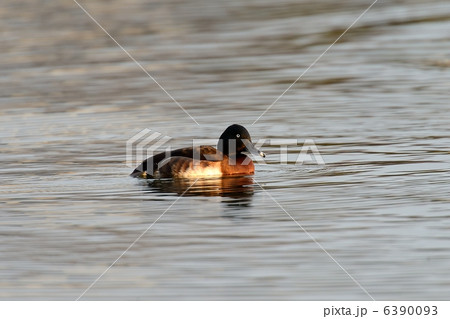 アカハジロ 6390093