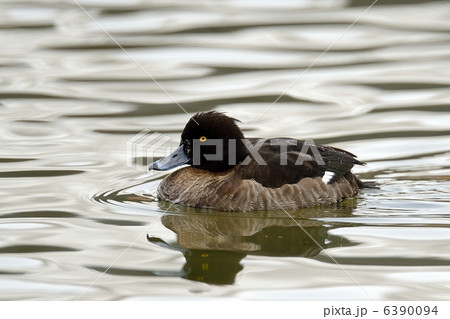 キンクロハジロ キンクロハジロ 6390094