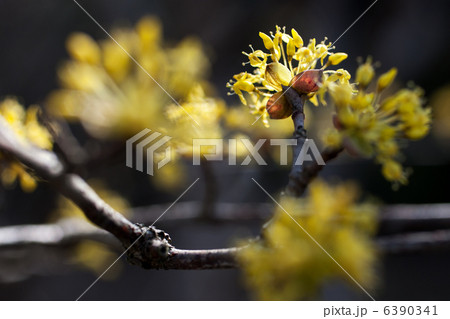 サンシュユ 6390341