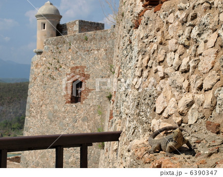 世界遺産「サンティアゴ・デ・クーバのサン・ペドロ・デ・ラ・ロカ城」のイグアナ（キューバ） 6390347