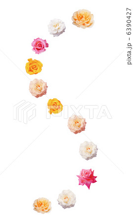 バラの花のコラージュのイラスト素材