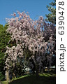 さくら 6390478