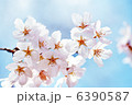 桜 6390587