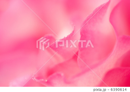 結露する花びら 結露する花びら 6390614