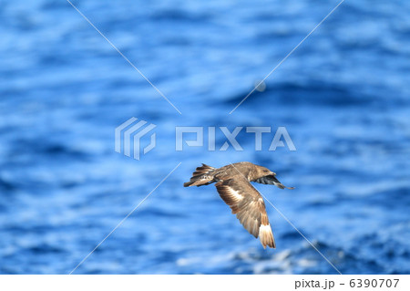 トウゾクカモメ 6390707