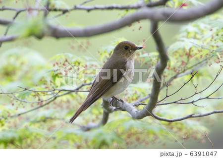 オオルリ 6391047