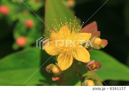 コボウズオトギリの花 コボウズオトギリの花 6391157