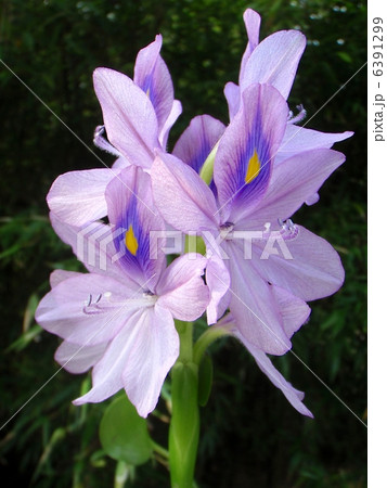 水辺に咲くホテイアオイの花 6391299