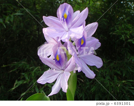 水辺に咲くホテイ草の花 水辺に咲くホテイ草の花 6391301
