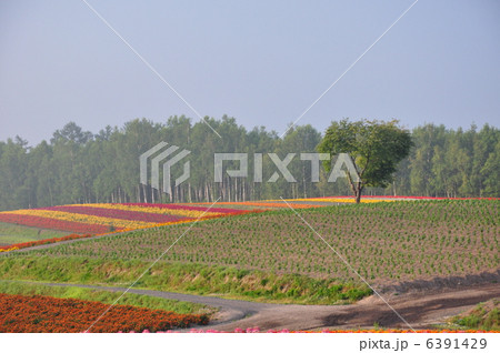 四季彩の丘 6391429