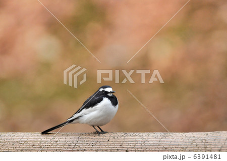 セグロセキレイ 6391481