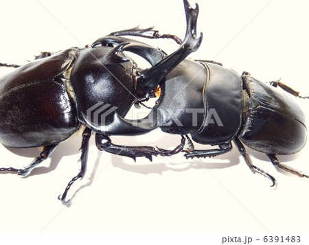 オオクワガタ Vs 国産カブトムシの決闘 白バック背景の写真素材