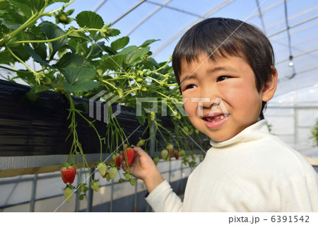 イチゴ狩り 6391542