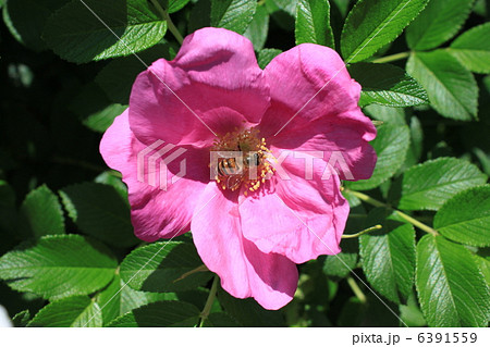 ハマナスの花と蜜蜂 6391559