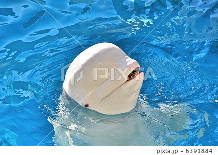 シロイルカ(ベルーガ) シロイルカ(ベルーガ) 6391884