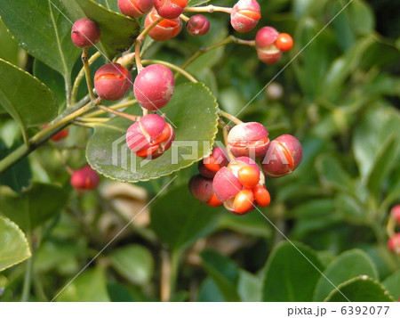 裂開して橙赤色の仮種皮におおわれた種子が現れたマサキ 6392077