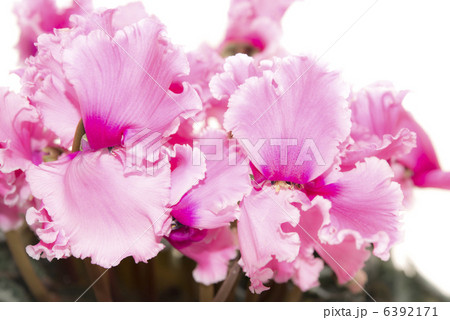 シクラメン 6392171