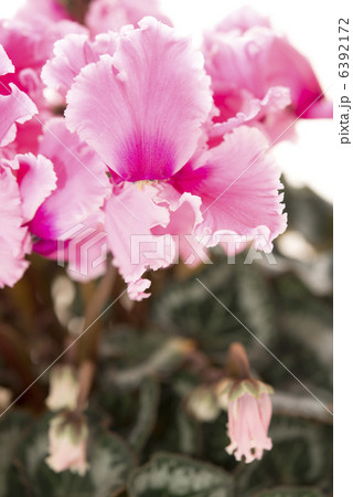 シクラメン シクラメン 6392172