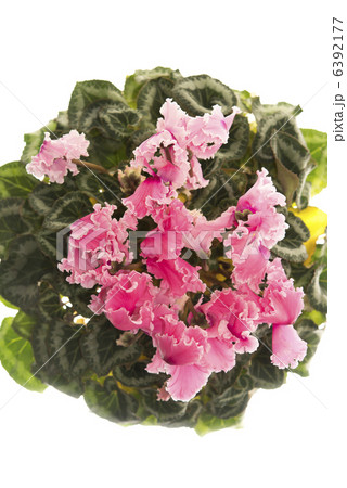 シクラメン シクラメン 6392177