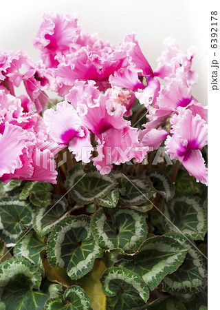 シクラメン シクラメン 6392178