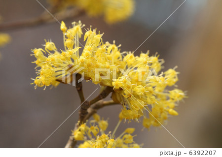 サンシュユ サンシュユ 6392207