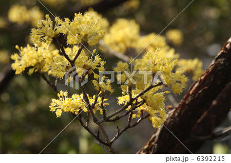 サンシュユ サンシュユ 6392215