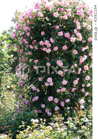 バラのタワー(なばなの里) バラのタワー(なばなの里) 6392294