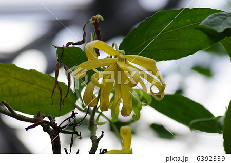 イランイラン イランイラン 6392339