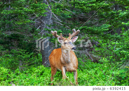Deer Deer 6392415