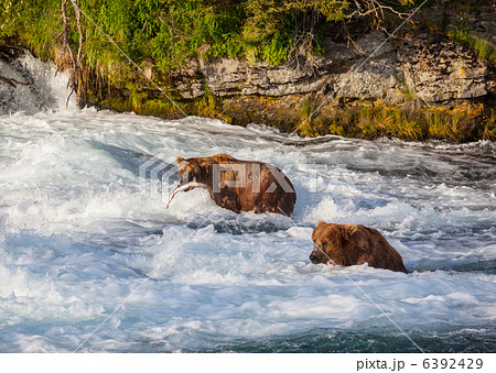 Bear on Alaska 6392429