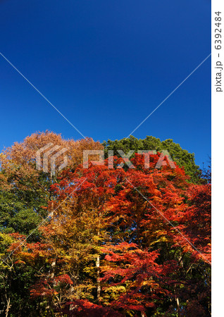 高尾山の紅葉 6392484