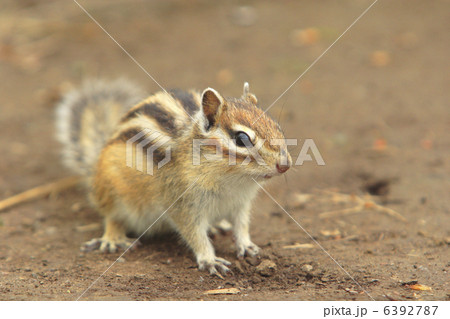 エゾシマリス エゾシマリス 6392787