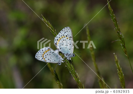 オオルリシジミ オオルリシジミ 6392935