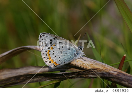 オオルリシジミ 6392936