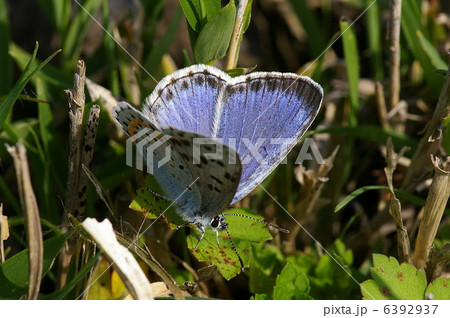 オオルリシジミ オオルリシジミ 6392937